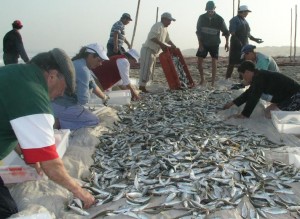 vendagem de peixe - 01