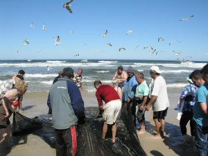 vendagem de peixe - 06