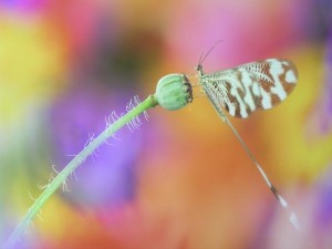 amigos do caster - 02