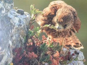 amigos do caster - 03