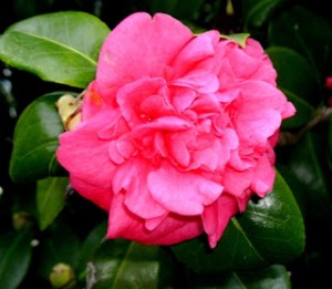 camelia - 02