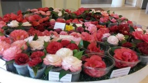 feira dos jardins - 04