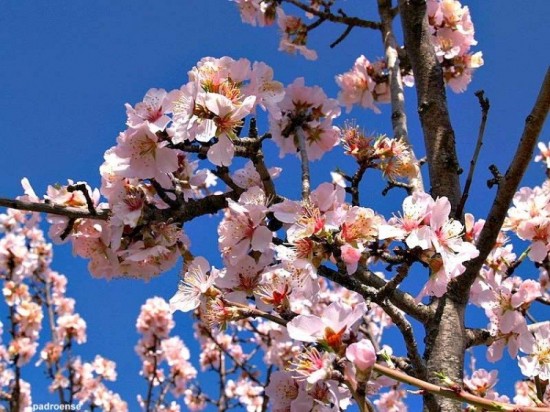 amendoeiras em flor - 00
