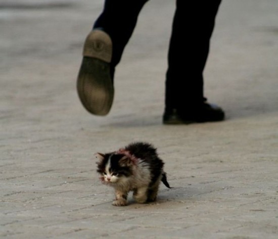 animais abandonados - 01