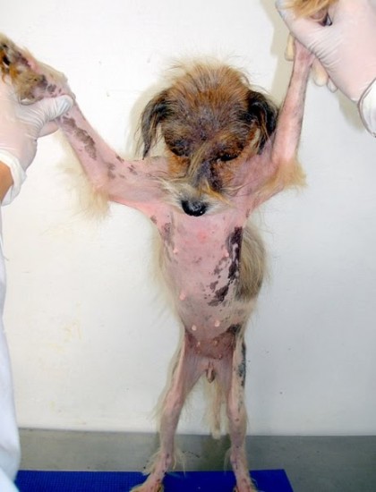 animais mal-tratados - 02