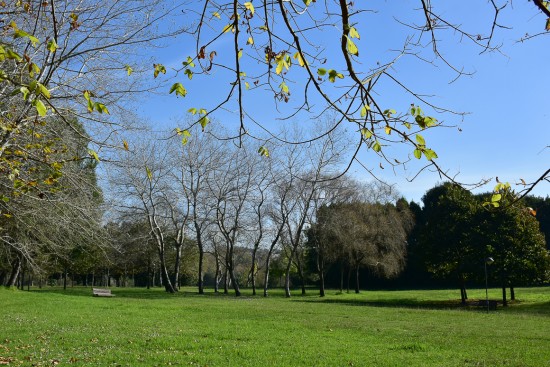 rota das arvores - 01