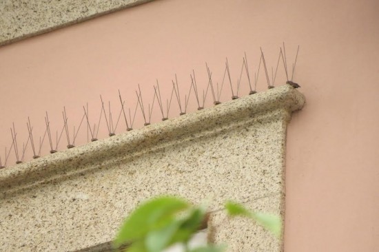 gaivotas lixo - 04