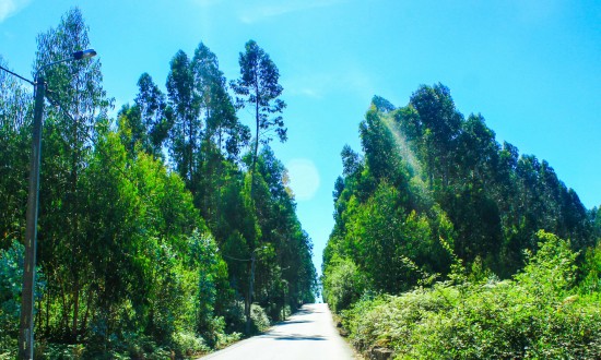 Floresta desordenada Maia 03