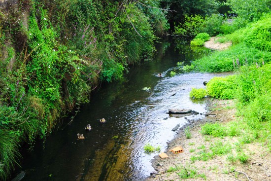 Poluição Rio Leça 06