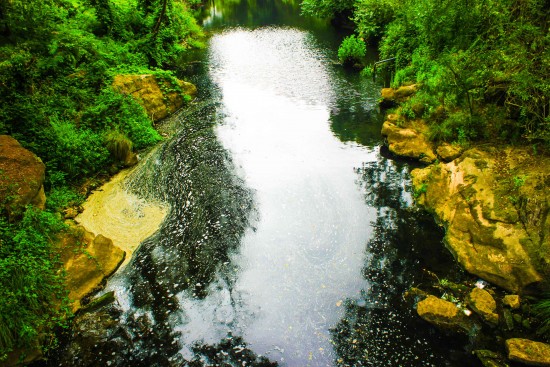 Poluição Rio Leça 09