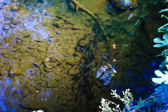 Poluição Rio Leça 12