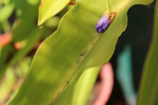 siderugia_casa_ao_lado_03