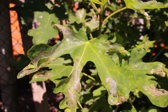 siderugia_casa_ao_lado_05