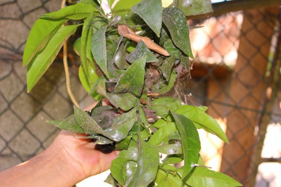 siderugia_casa_ao_lado_07