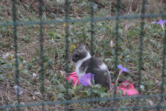 CombBoav (12) PNS-Out17