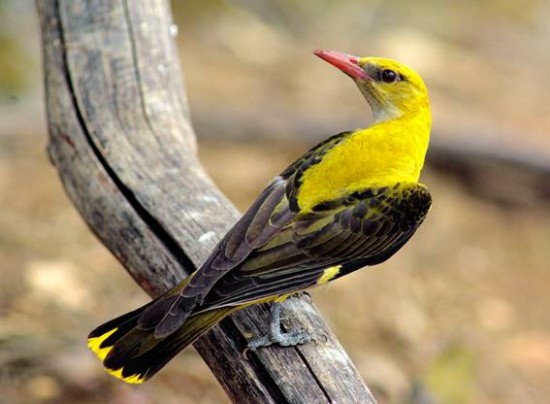 santuario aves