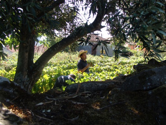 vindima-17-lp-set_2018