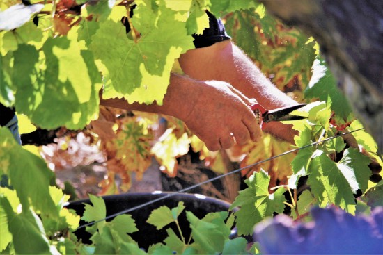 Foto: Nelson Rosário