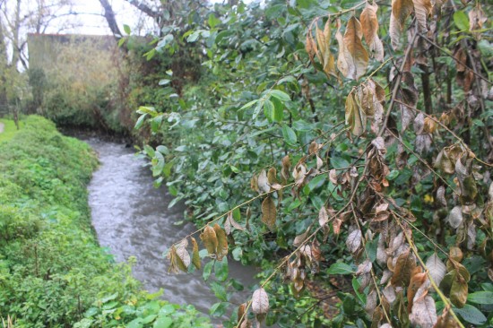 ribeiroradm(24)-nov18-mm